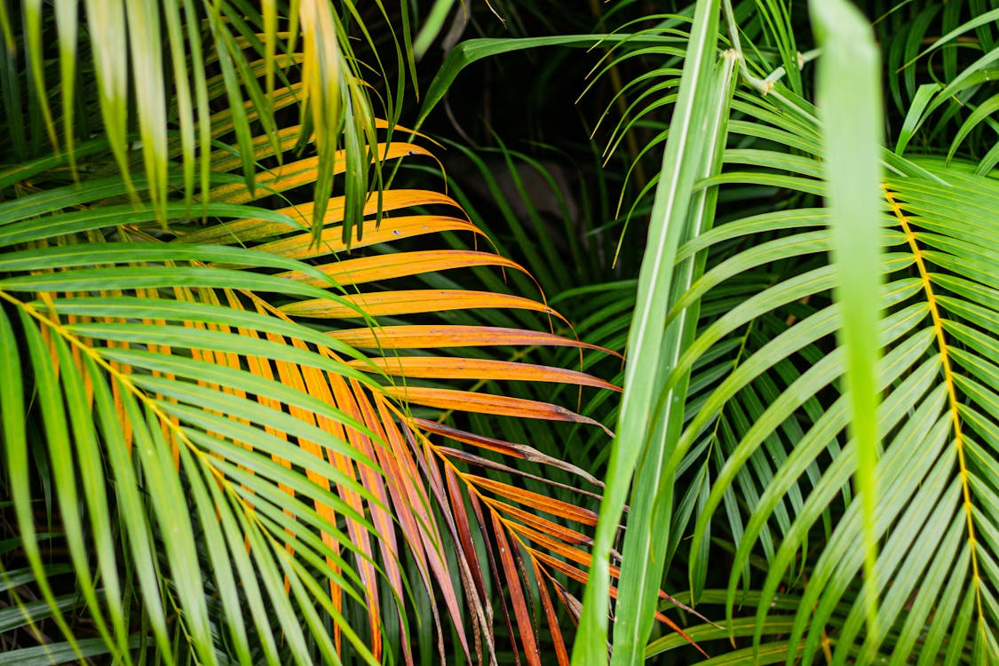 Kostnadsfri bild av djungel, exotisk, färgrik