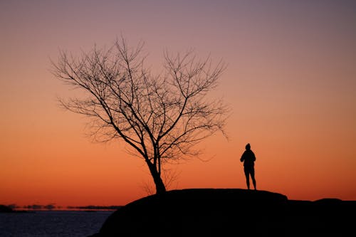Person Standing near Bare Tree at Sunset