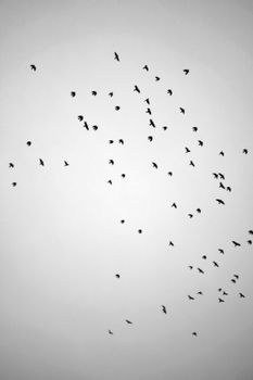 Silhouette of a flock of birds flying in a clear sky, capturing nature's elegance.