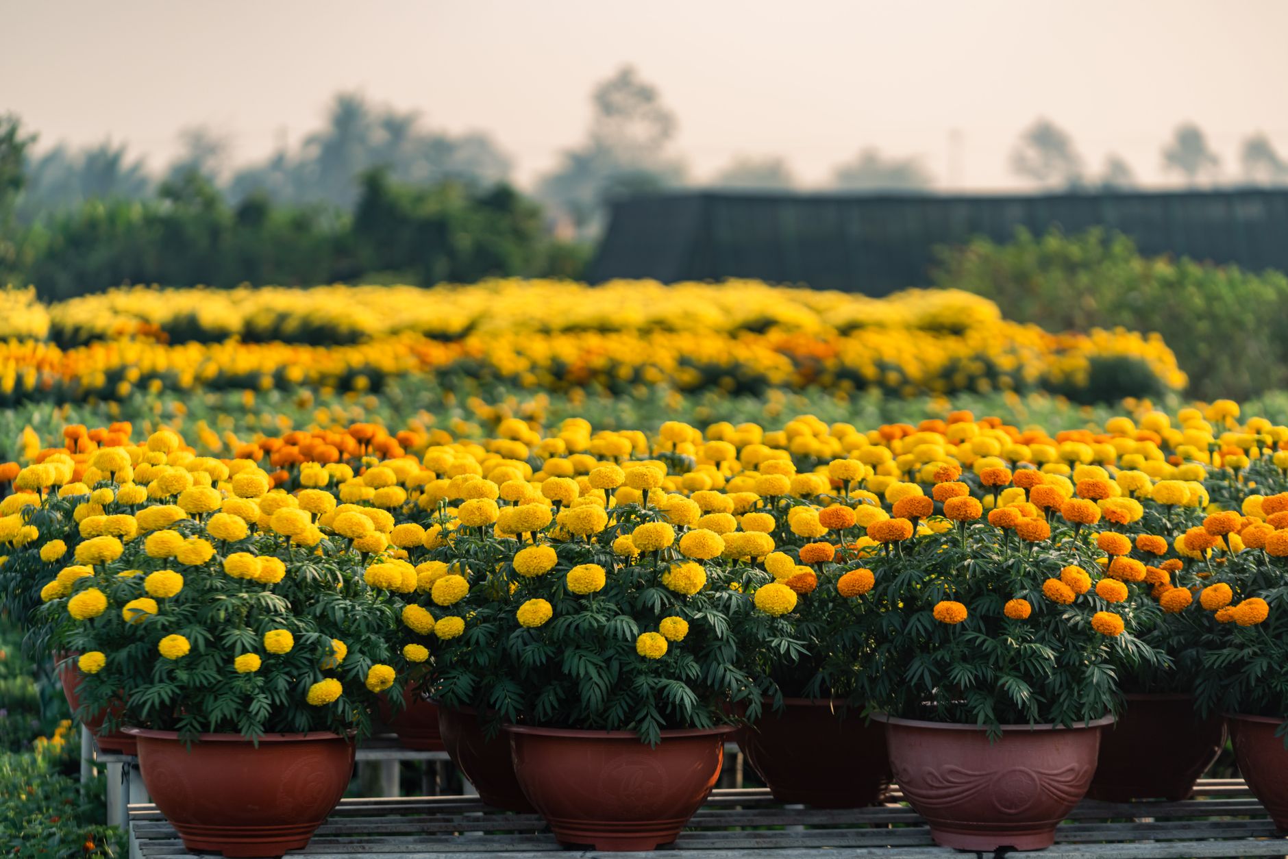 Rows of vibrant yellow and orange marigolds in a plant nursery in Sa ΔΓ©c, Vietnam.