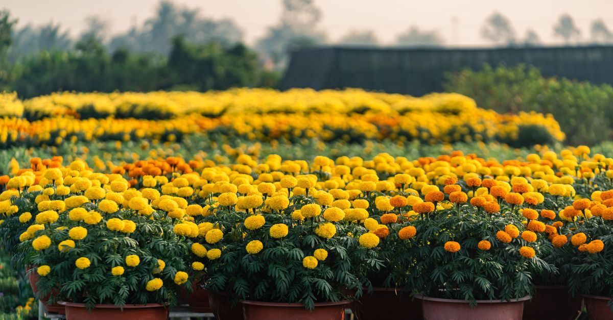 Fileiras de tagetes vibrantes amarelos e laranjas em um viveiro de plantas em Sa Đéc, Vietnã.