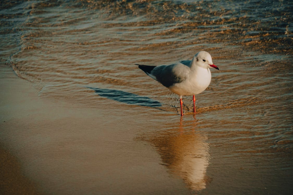 Close-up of a Seagull Standing on a Beach