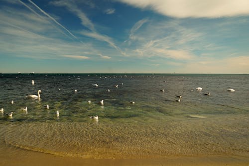 Photo of Swans and Seagulls Swimming in the Sea near the Shore 