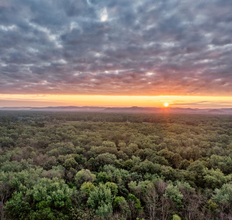 View of Forest During Sunset · Free Stock Photo