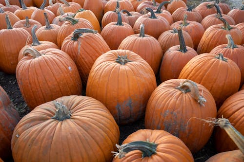A large group of pumpkins sitting on the ground