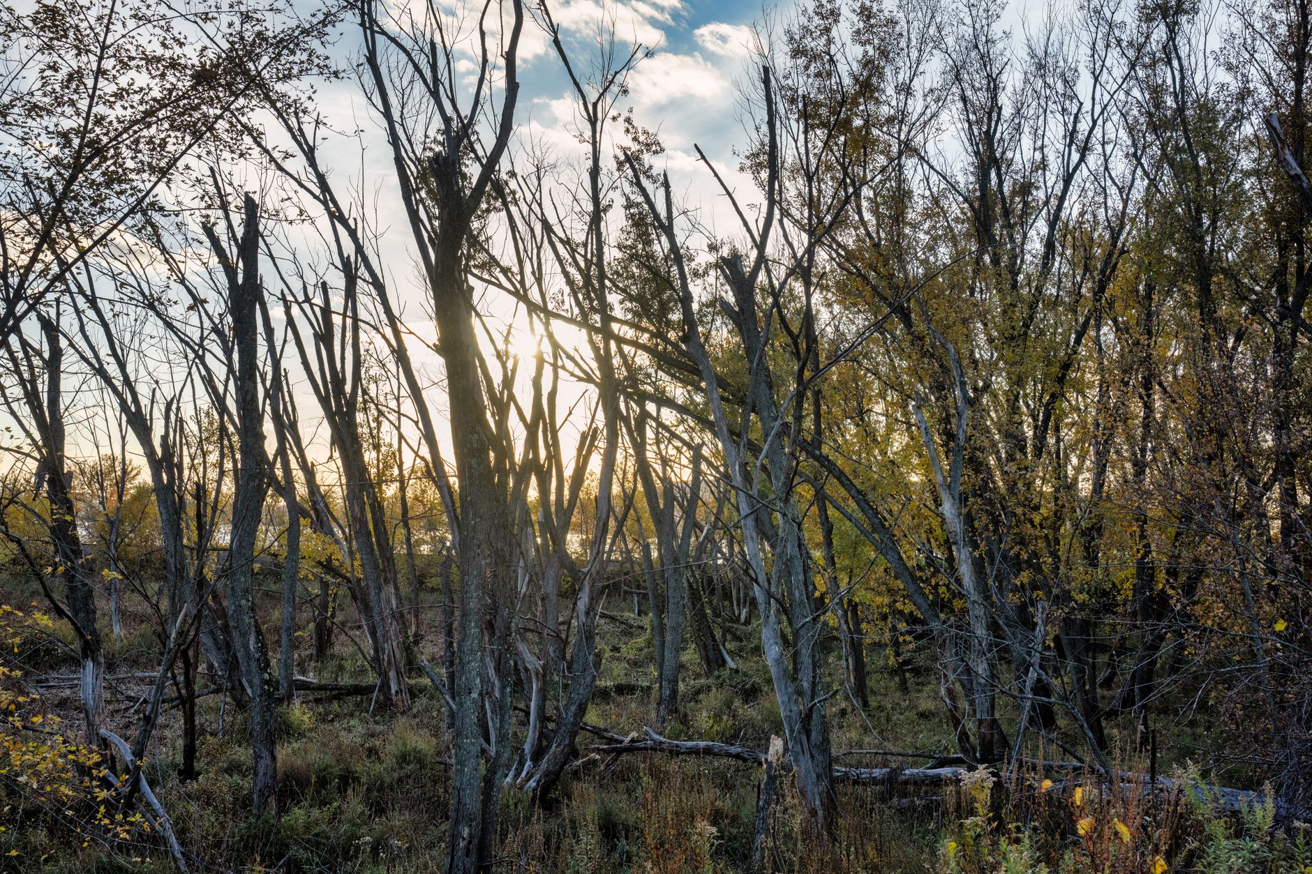 A serene forest with bare trees in Stockholm, WI at dawn, showcasing natural beauty.