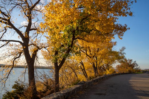 Trees by the Road in Autumn 