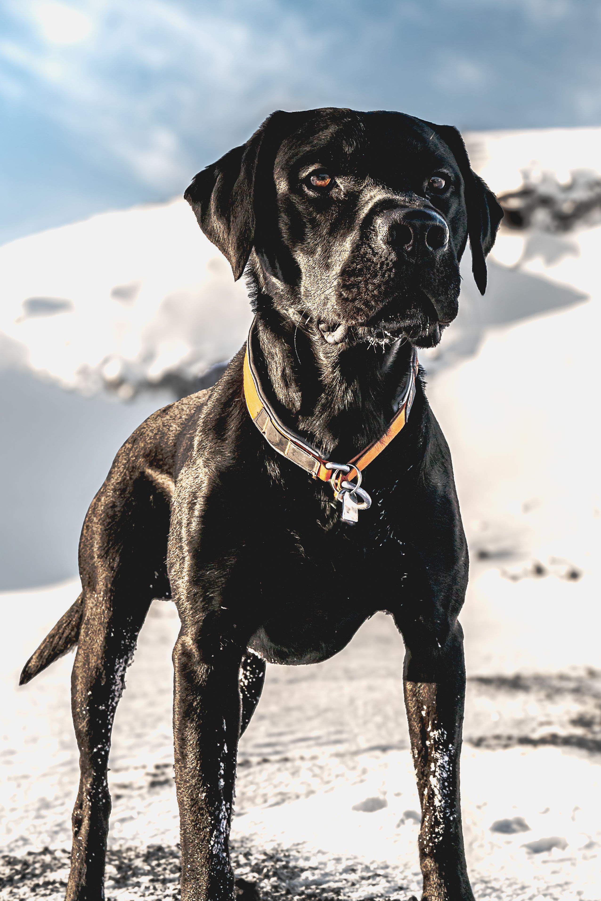 A striking black dog stands confidently against a snowy Icelandic backdrop, showcasing winter's beauty.