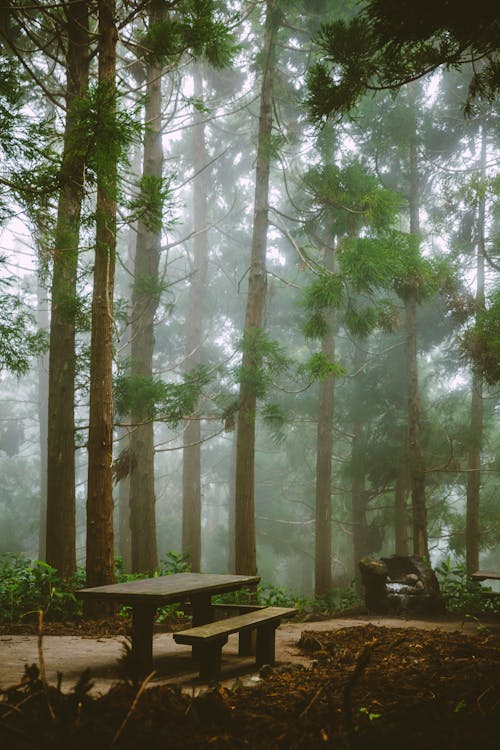 A picnic table in the woods with fog