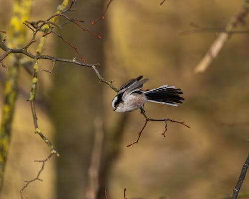 Kostenloses Stock Foto zu bird, birds flying, brown