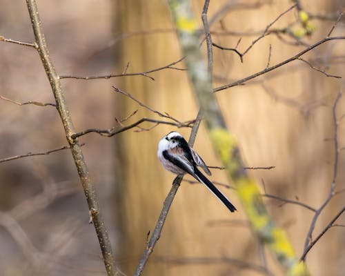 Kostenloses Stock Foto zu bird, birds flying, brown