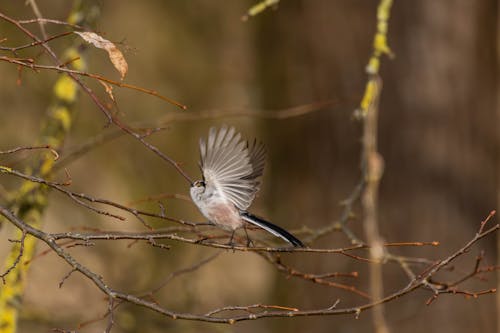 Kostenloses Stock Foto zu bird, birds flying, brown