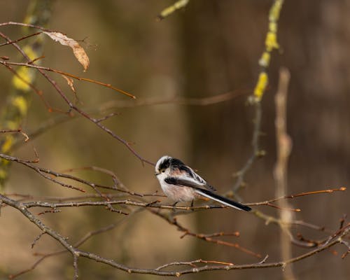 Kostenloses Stock Foto zu bird, birds flying, brown