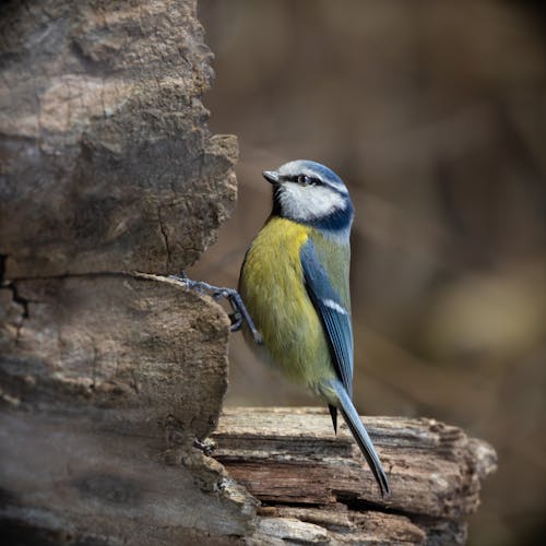 A blue and yellow bird perched on a tree trunk