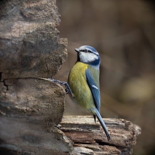 Kostenloses Stock Foto zu blaumeise, klein, natur