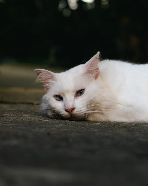 Close-up of a White Cat Lying on the Ground 