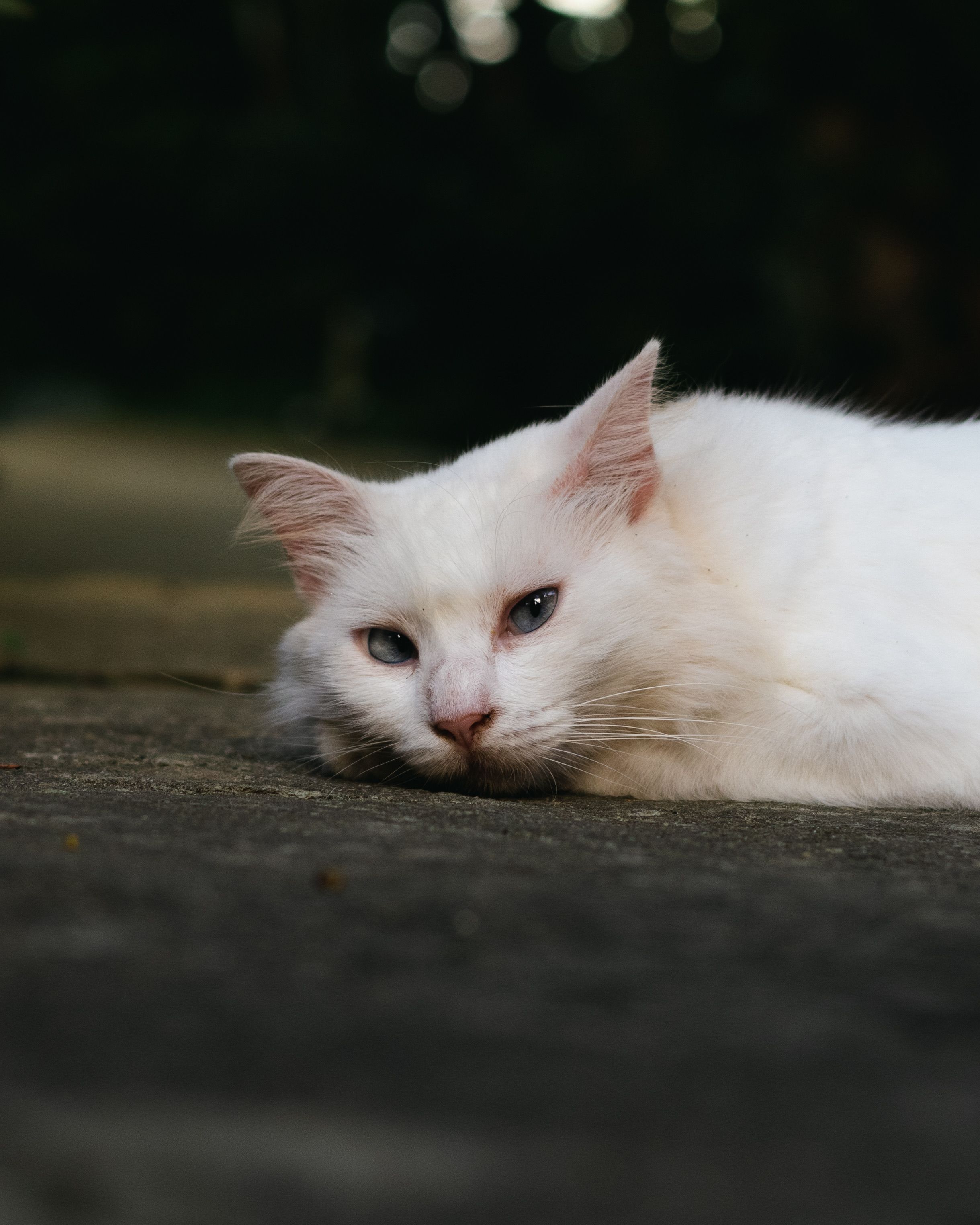 Close-up of a White Cat Lying on the Ground · Free Stock Photo
