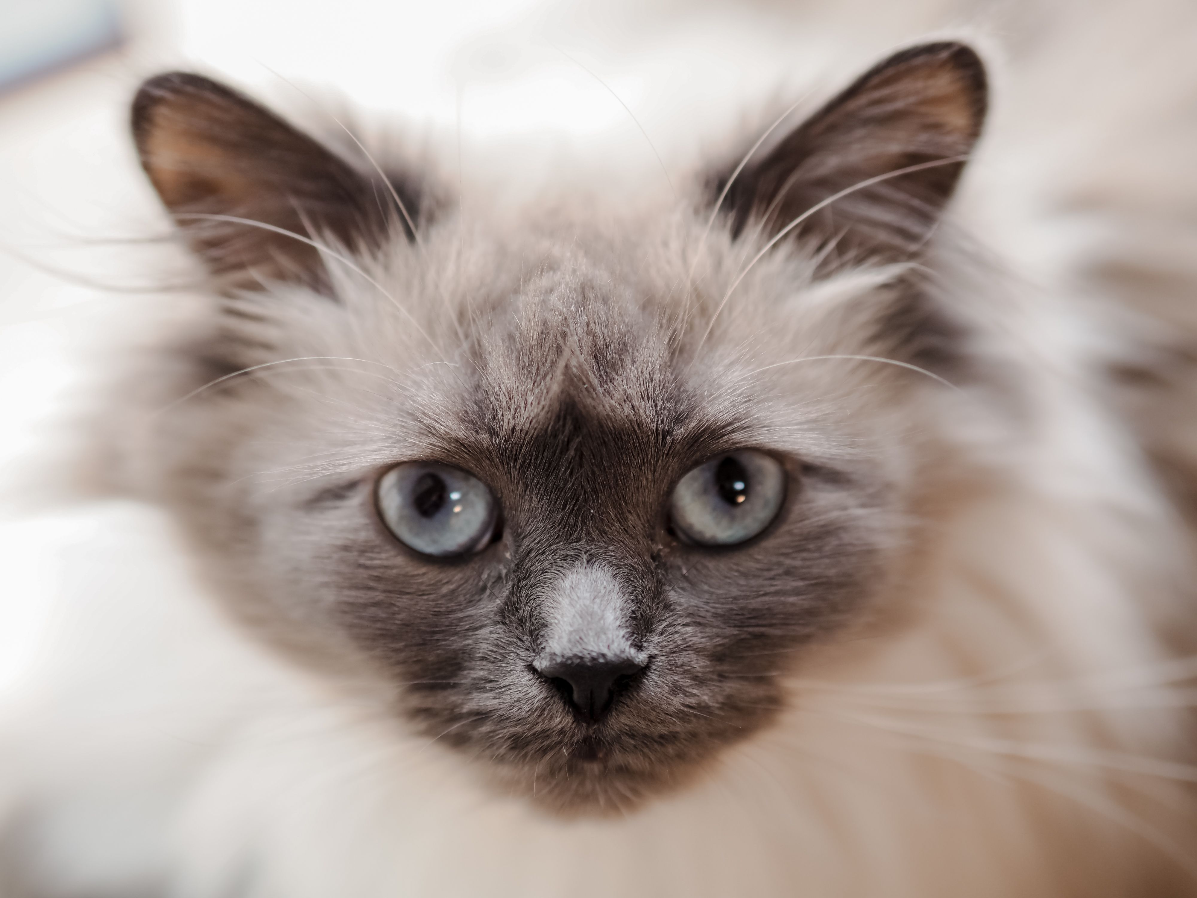 Close-up portrait of a blue-eyed Ragdoll cat with fluffy fur