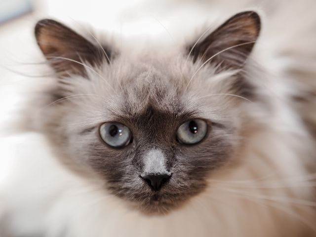 A senior cat in soft grey light, the age hyperthyroidism visits