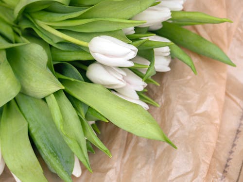 Základová fotografie zdarma na téma bílé tulipány, dekorace, detail
