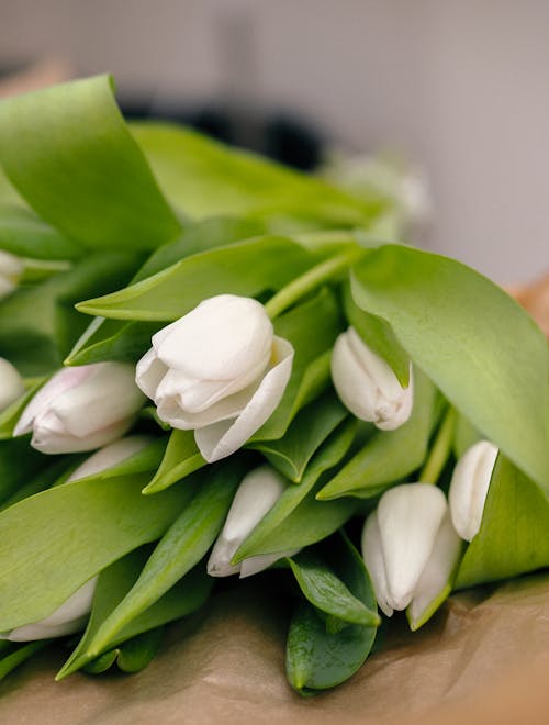 beyaz, bitkiler, Çiçekler içeren Ücretsiz stok fotoğraf