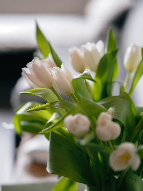 Foto profissional grátis de arranjo de flores, branco, buquê