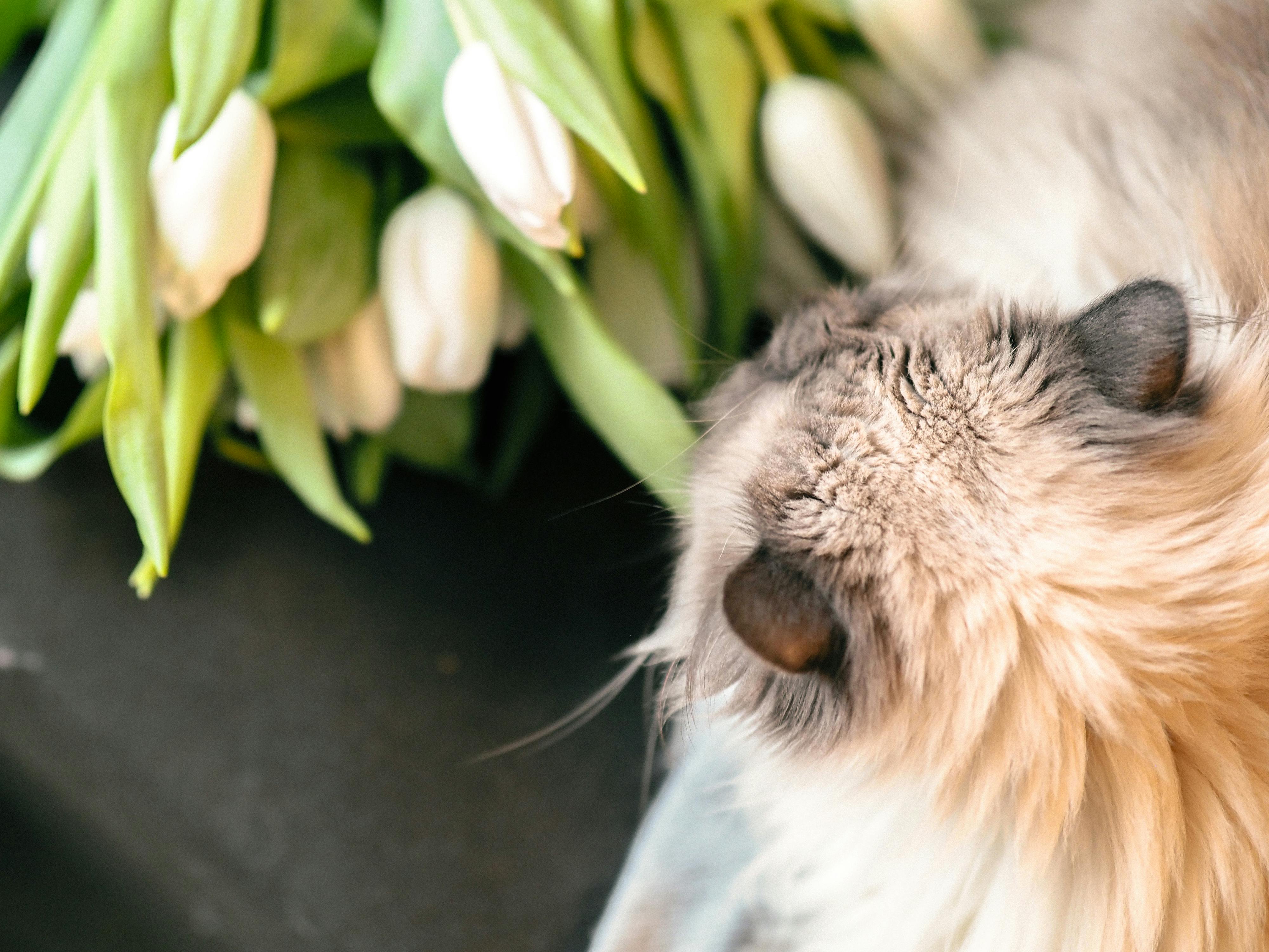 Pet safety this spring: tips and tricks with the ARL — Photo by Alina Zahorulko on Pexels