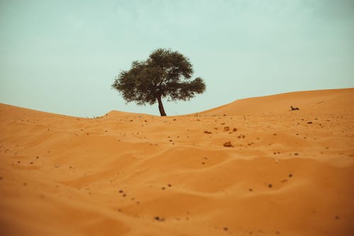 Foto profissional grátis de areia, árido, árvore