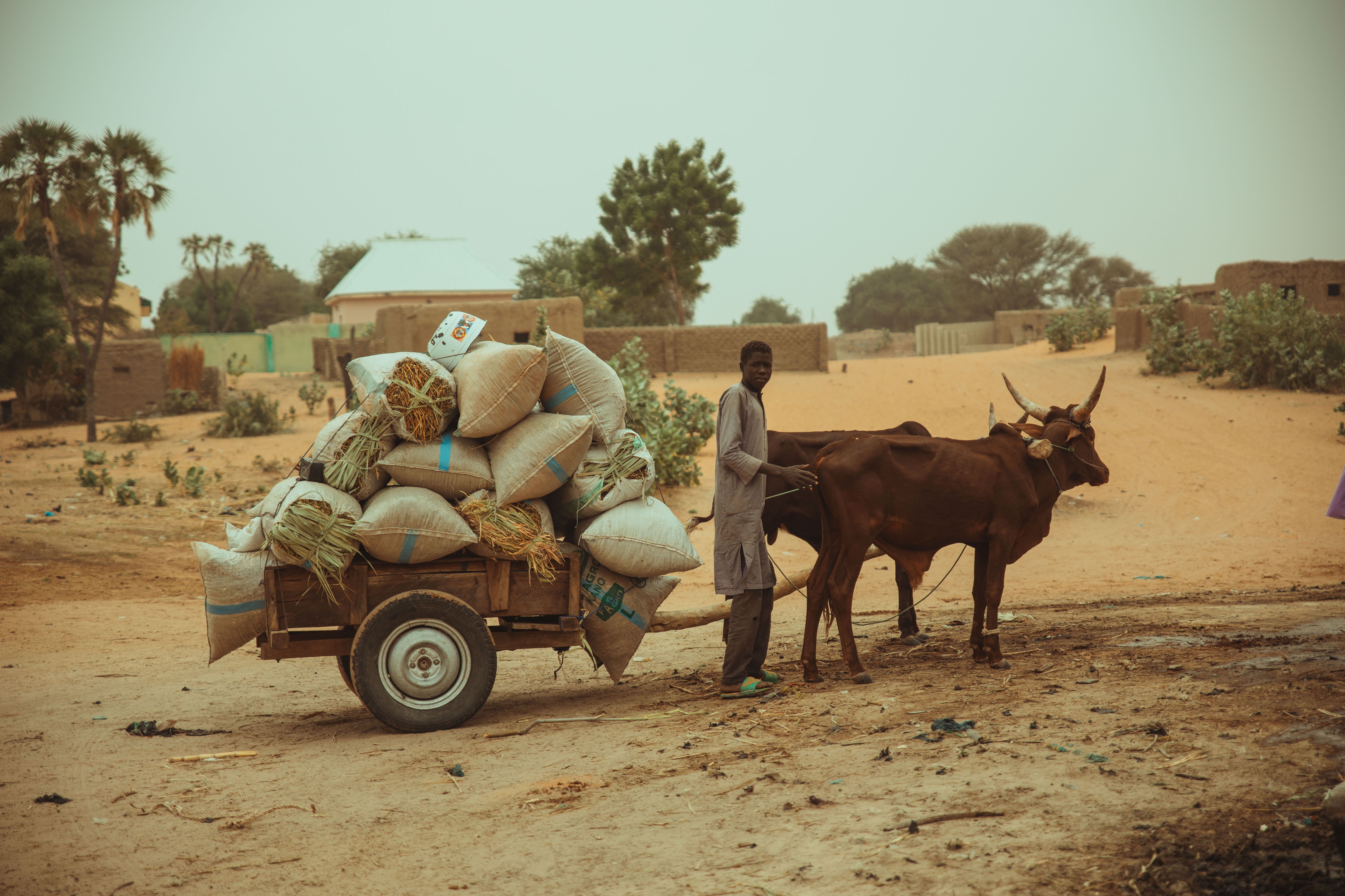 Man with oxen pulling cart full of crops in a rural village.