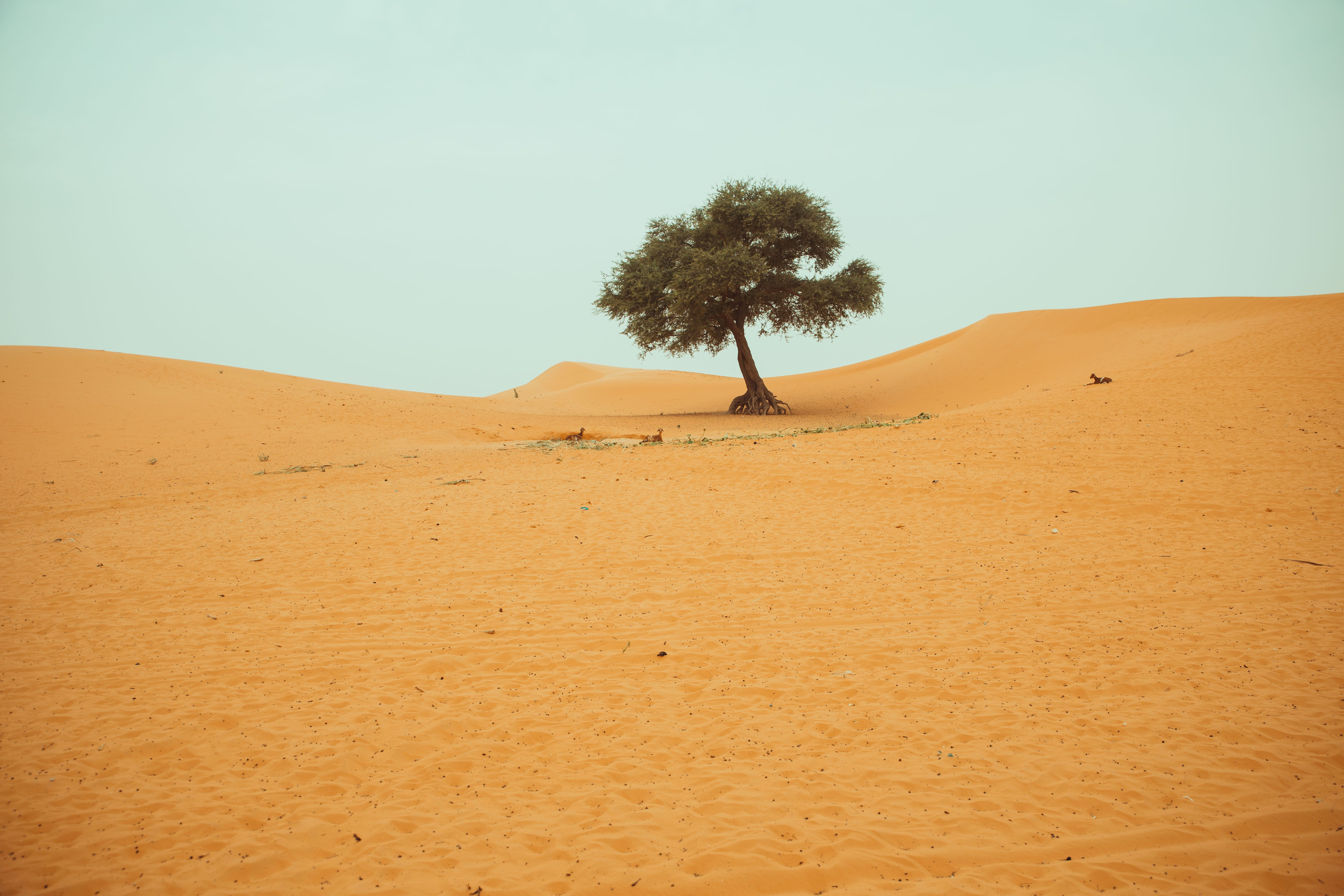 Single Tree on Barren Desert · Free Stock Photo