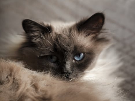 Captivating close-up of a blue-eyed Himalayan cat lying in soft focus, highlighting its striking facial features.