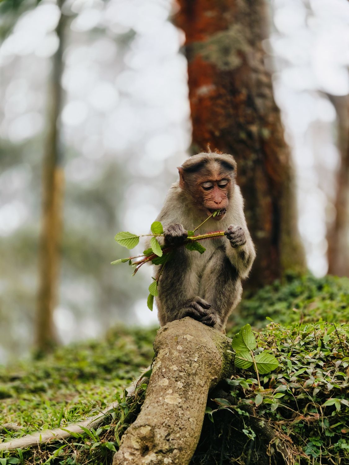 Monkey Add Monkey in Forest · Free Stock Photo