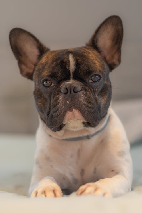 dikey atış, Evcil Hayvan, Fransız Bulldog içeren Ücretsiz stok fotoğraf