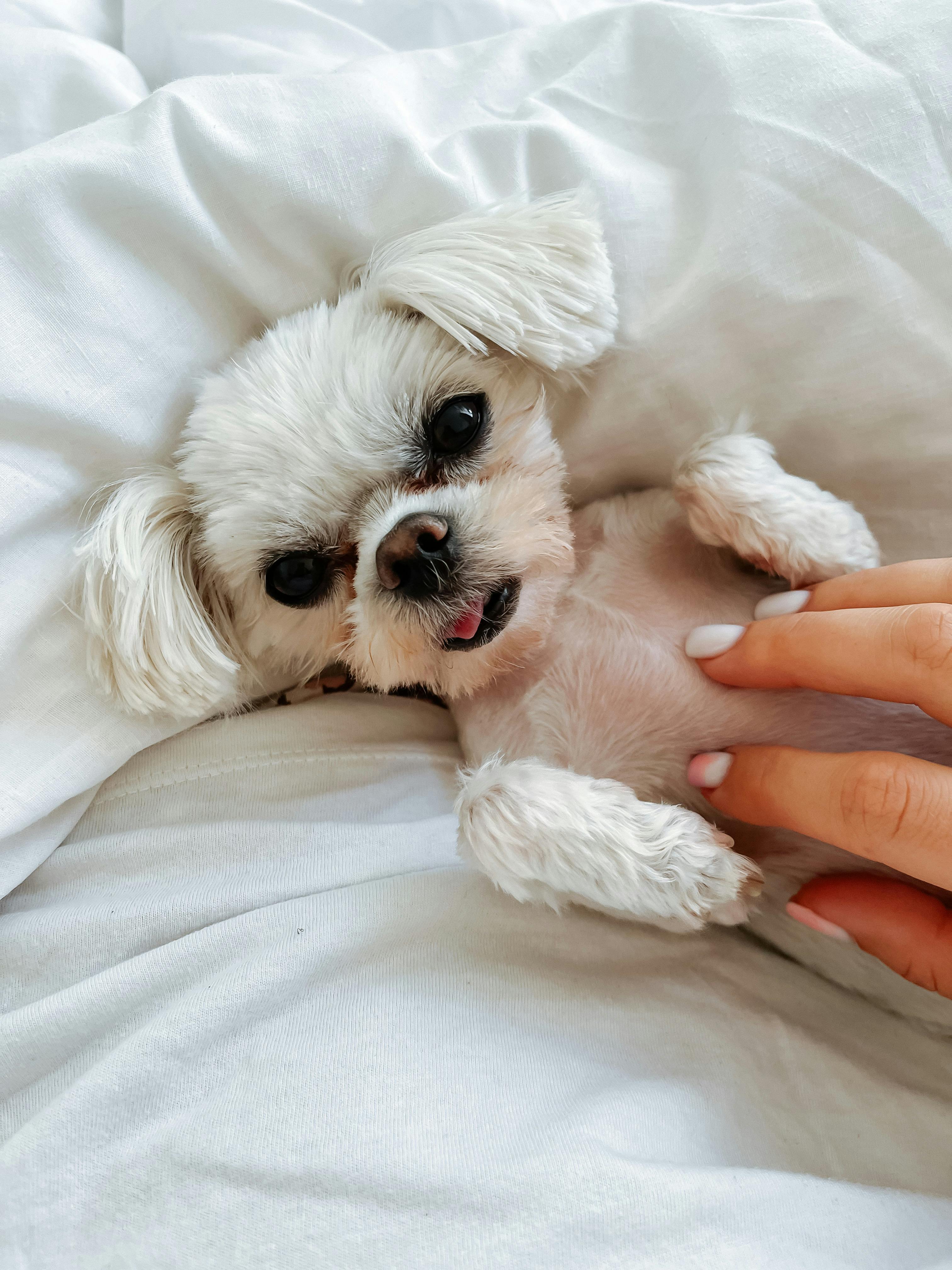 Charming Shih Tzu enjoying a cozy moment on a white bed, being gently petted.