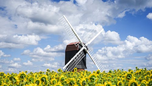 Windmill behind Sunflowers