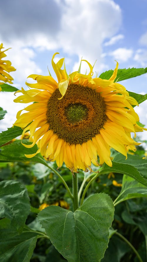 A sunflower is shown in this photo