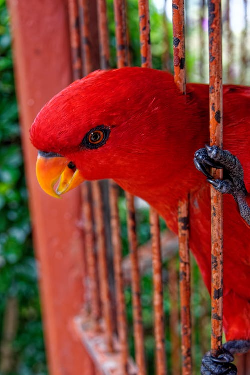 Free Red Parrot in Cage Stock Photo