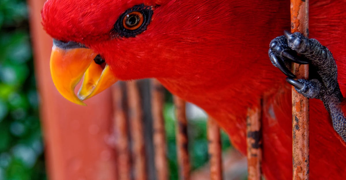 I know why the caged bird sings summary chapter 10