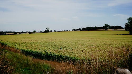 Darmowe zdjęcie z galerii z piękny krajobraz, pole pszenicy