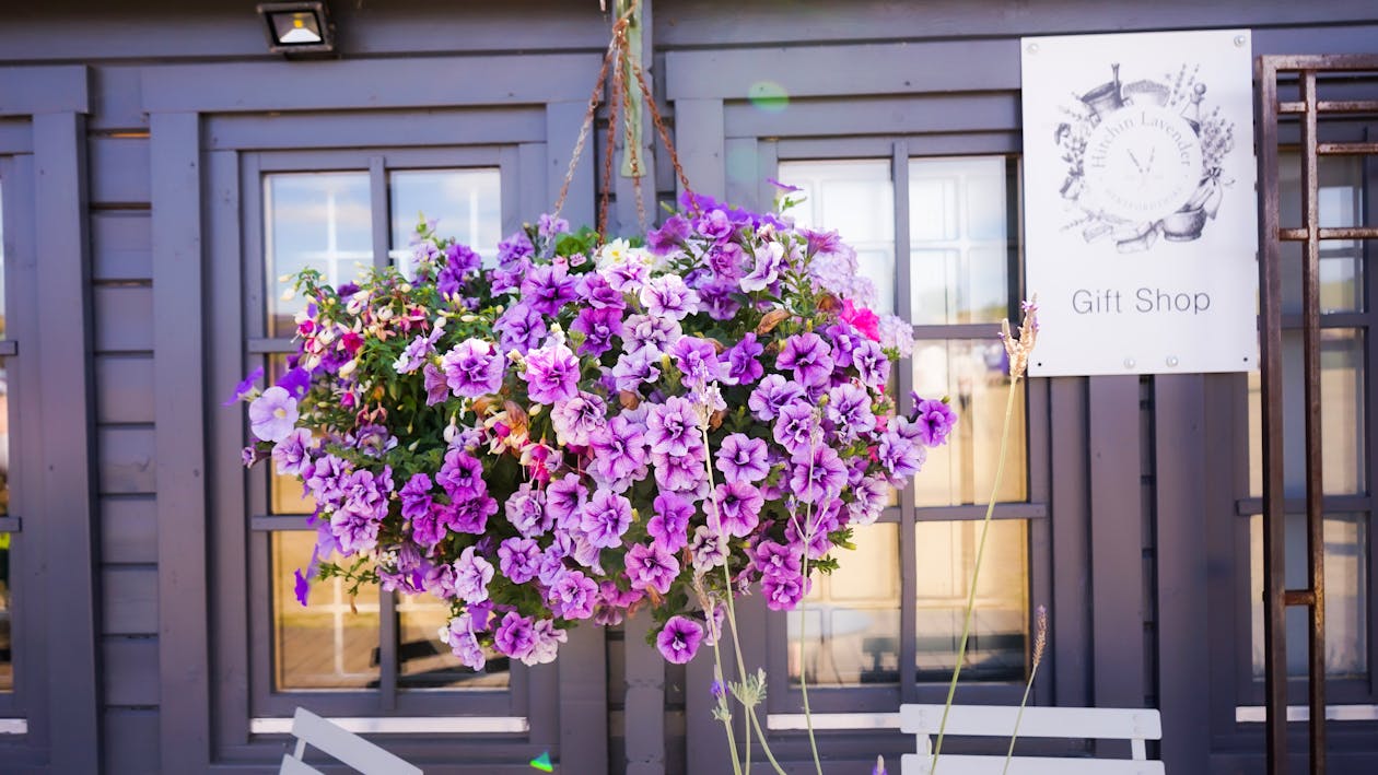 紫色, 美丽的花, 薰衣草 的 免费素材图片