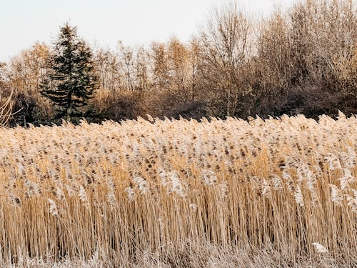 Darmowe zdjęcie z galerii z pampas, trawa pampasowa