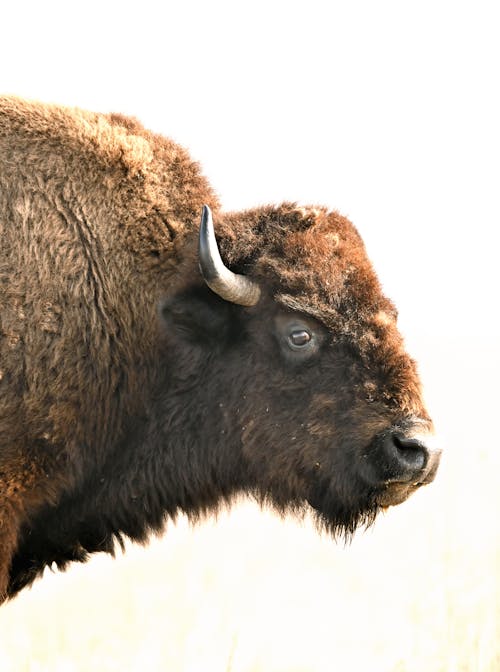 Бесплатное стоковое фото с американский бизон, Бизон, дикая природа