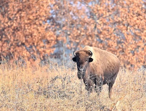 Бесплатное стоковое фото с американский бизон, Бизон