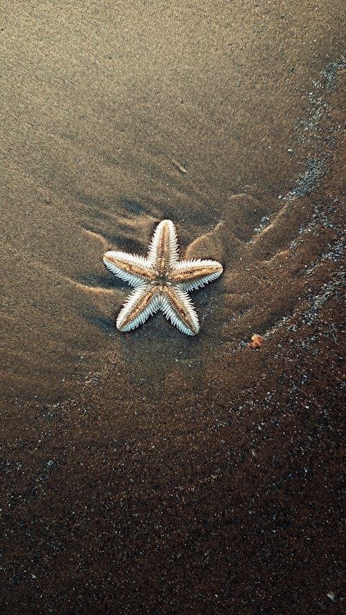 A starfish is laying on the sand