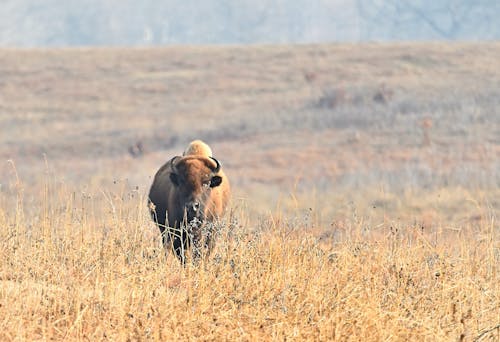 美洲野牛, 野牛, 野生动物保护区 的 免费素材图片