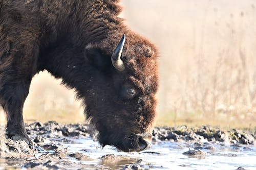 Bison Drinking Water