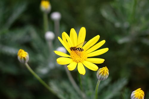 Free Detailed shot of a bee pollinating a bright yellow daisy, emphasizing natural beauty. Stock Photo