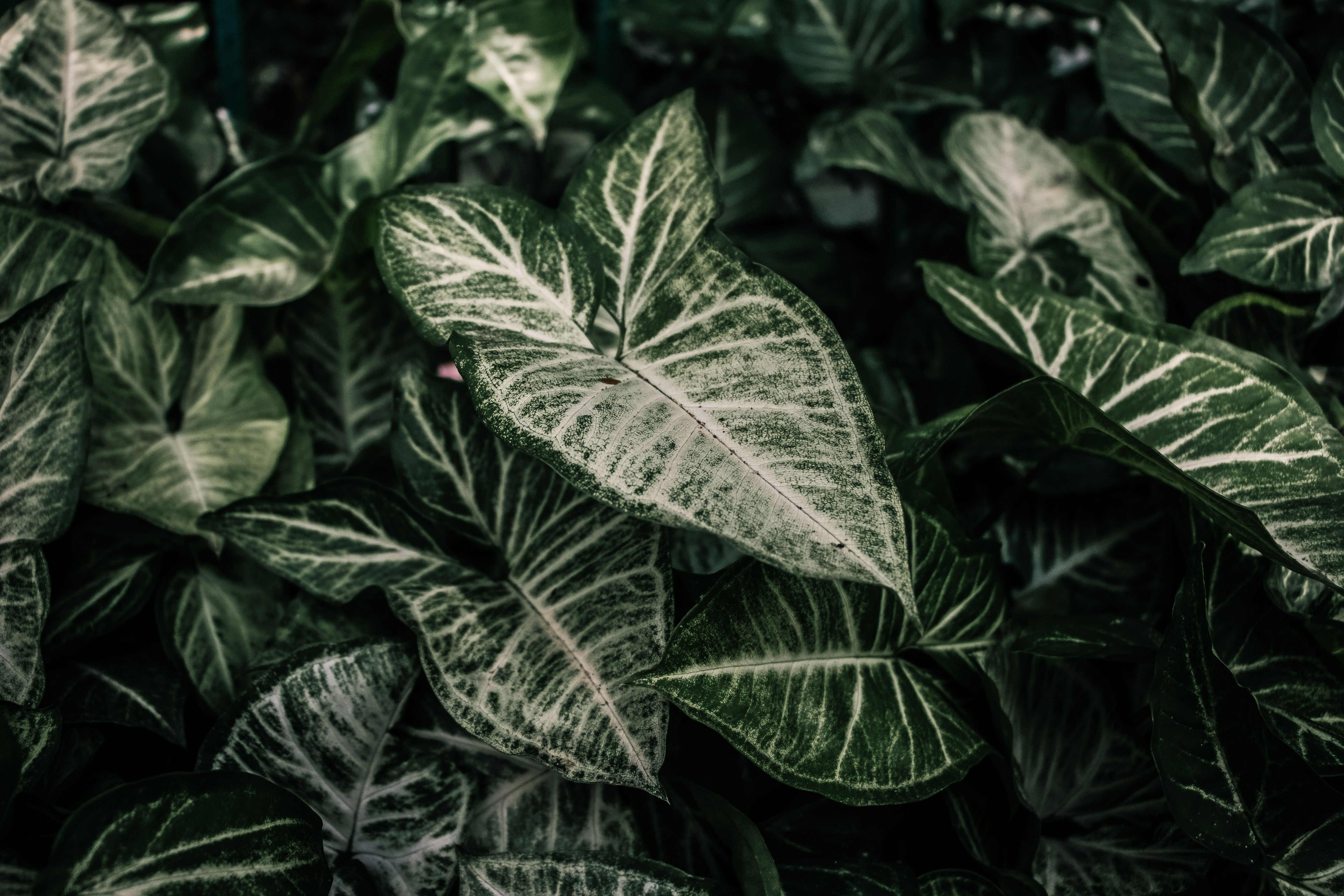 Syngonium milk confetti