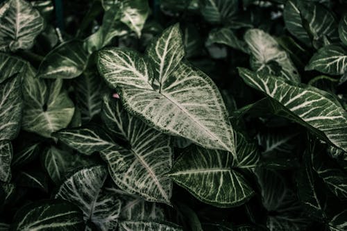 Green Leaves of an Arrowhead Plant