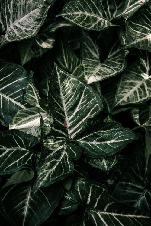 Free Close-up view of lush green Syngonium leaves showcasing natural beauty and intricate patterns. Stock Photo